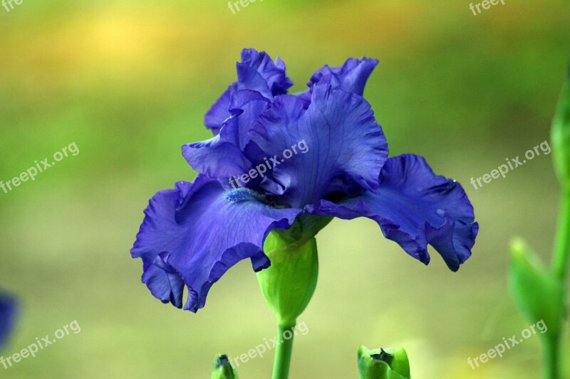 Iris Flower Bloom Nature Plant