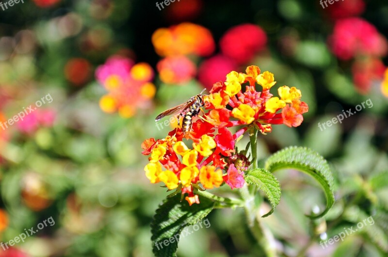 Flower Wasp Bee Insects Yellow Flower