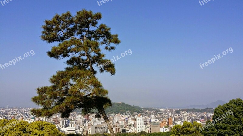 Nature Shikoku Japan Lonely Tree Cityscape