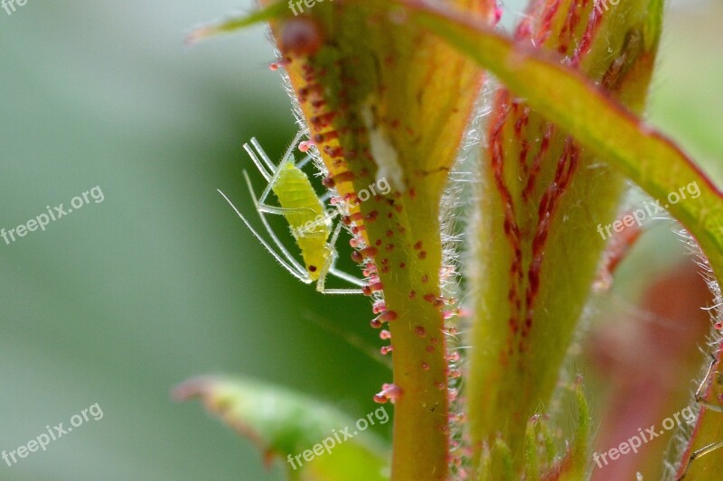 Large Rose Aphid Louse Aphid Animal Insect