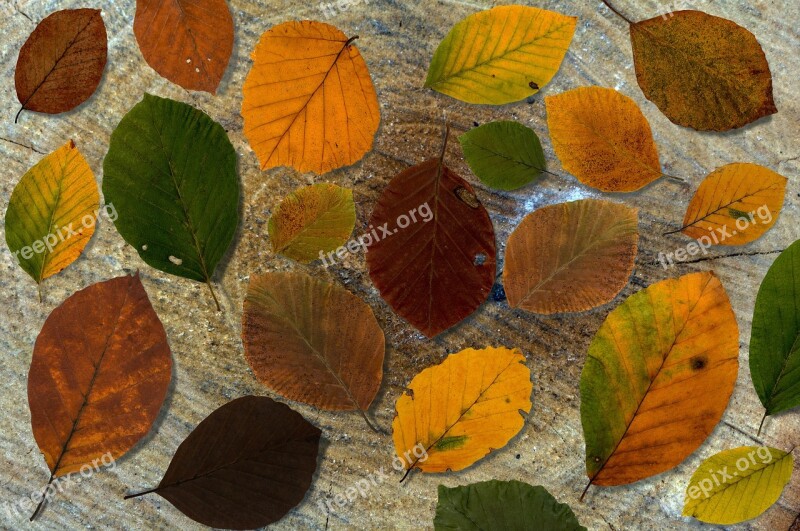 Leaves Beech Background Book Leaves Wood Composition