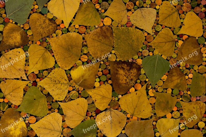 Leaves Coloring Composition Fall Foliage Arrangement