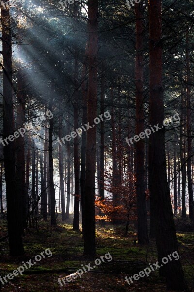 Forest Light Light Beam Mysticism Morgenstimmung