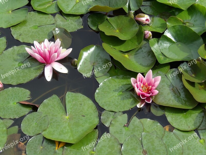 Water Lily Plant Aquatic Pond Aquatic Plant