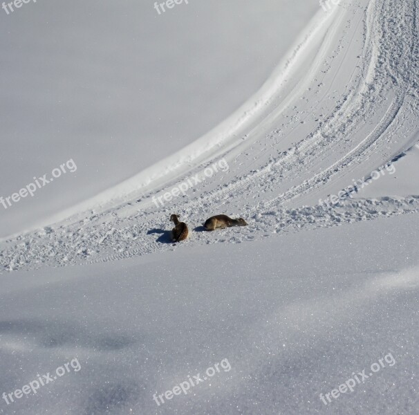 Snow Road Path Winter Cold