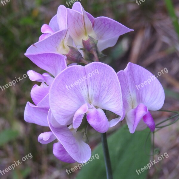 Pea Fabaceae Spring Pea Bloom Lathyrus