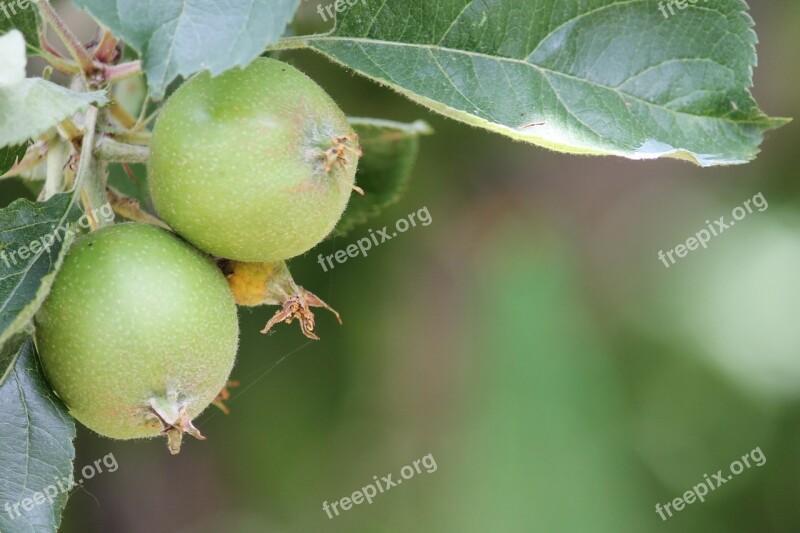 Apple Apple Gear Immature Green Apple Tree