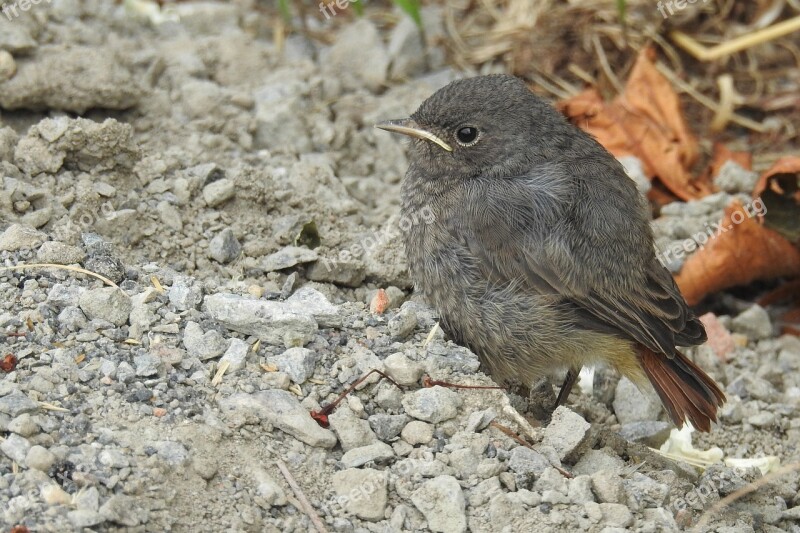 Rotschwaenzchen Bird Young Bird Young Nature