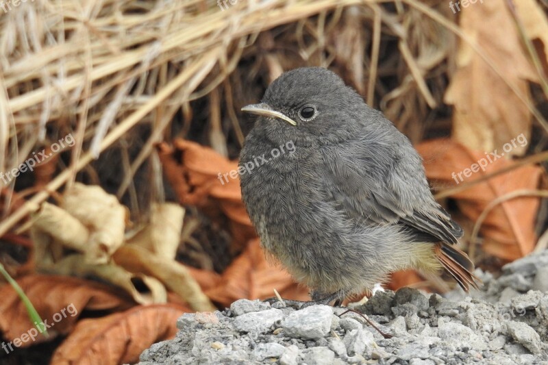 Rotschwaenzchen Bird Young Bird Young Nature