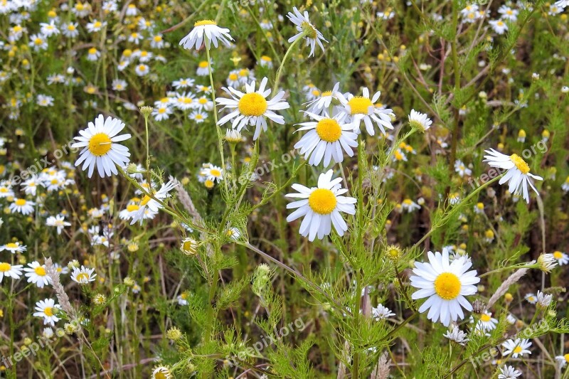 Chamomile Chamomile Blossoms Medicinal Herbs Medicinal Plant Roadside