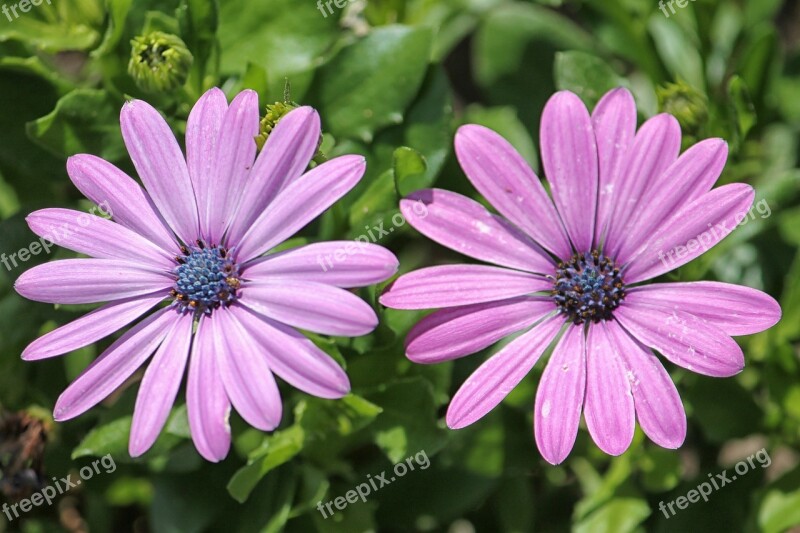 Daisies Bornholm Flowers Pink Free Photos