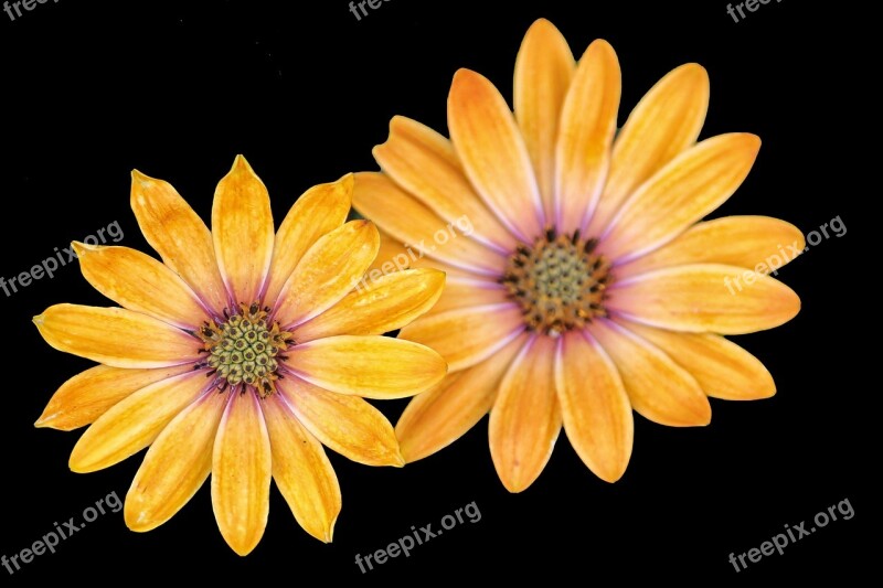 Mageritenblüte Yellow Black Background Blur Free Photos