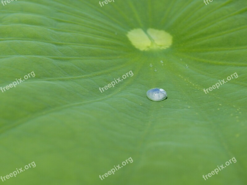 Lotus Effect Drip Water Structure Raindrop