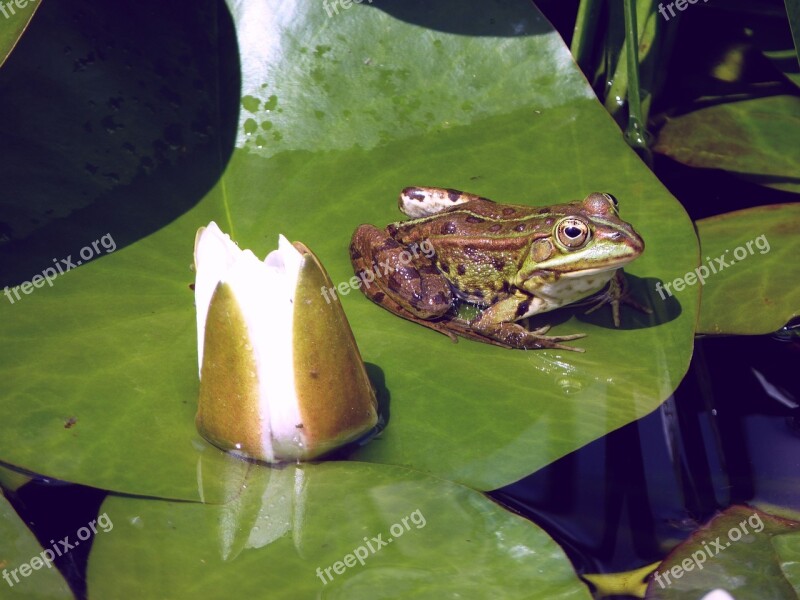 Frog Water Lily Pond Water Nature