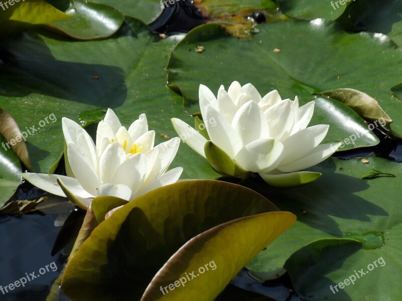 Water Lily Plant Aquatic Pond Aquatic Plant