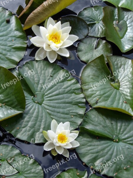 Water Lily Plant Aquatic Pond Aquatic Plant