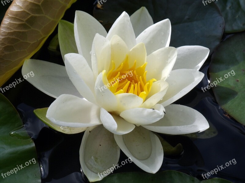 Water Lily Plant Aquatic Pond Aquatic Plant