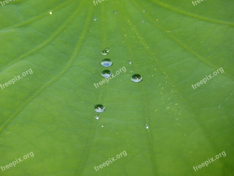 Lotus Effect Drip Water Structure Raindrop