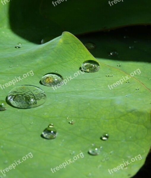 Lotus Effect Drip Water Structure Raindrop