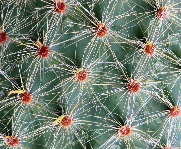 Cactus Sting Plant Prickly Close Up