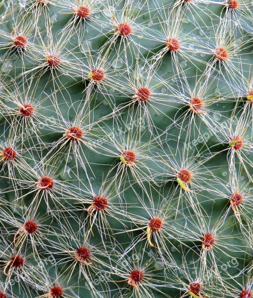 Cactus Sting Plant Prickly Close Up