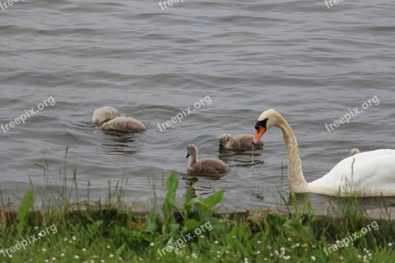 Swan Nature Animal Water Bird Pride