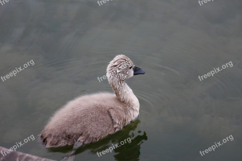 Cygnet Animals Bird Young Mute Swan