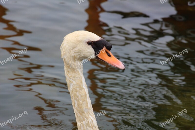 Swan Animal Water Bird Bird Pride