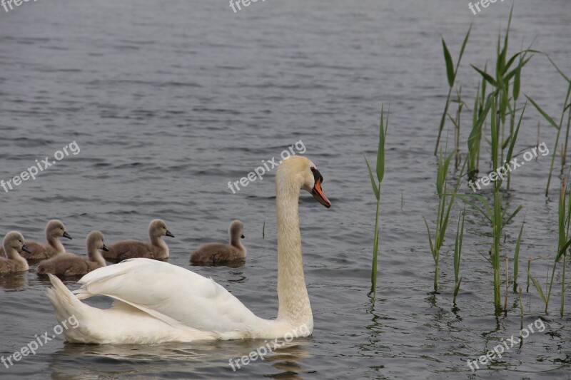 Swan Nature Animal Water Bird Pride