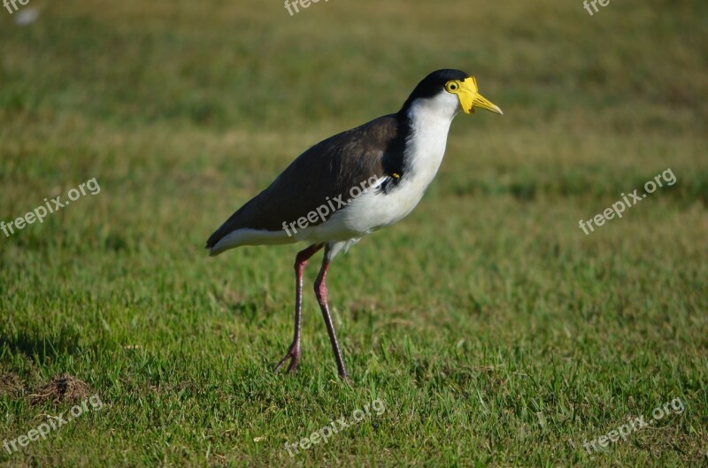 Bird Pluver Masked Coastal Native