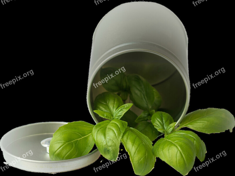 Isolated Basil Pot Garden Plant