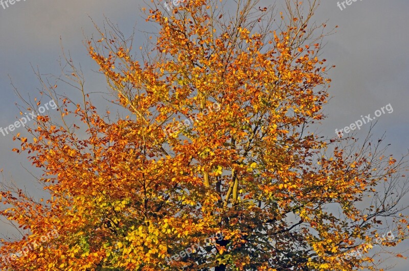 Autumn Beech In The Sun Beech Tree Free Photos