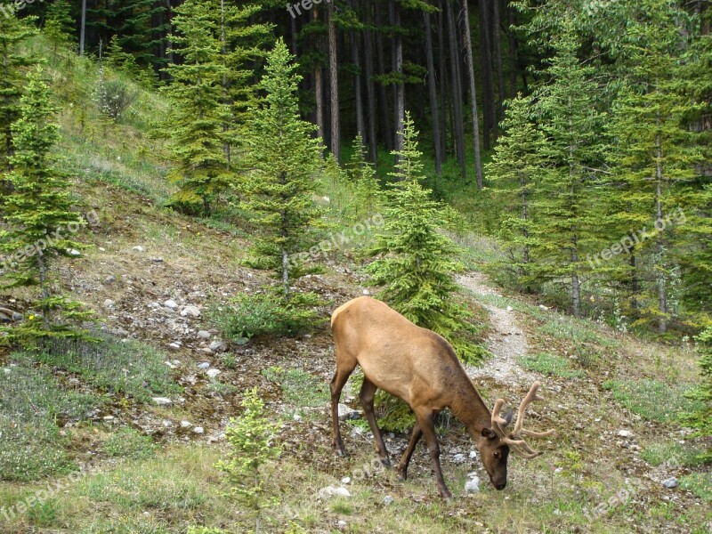 Elk Velvet Horns Jasper Alberta