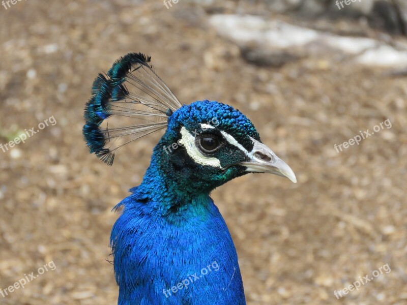 Peacock Peafowl Bird Blue Head