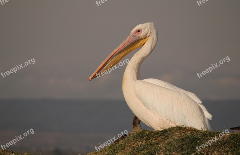 Pelican Bird Pelecanus White Wildlife