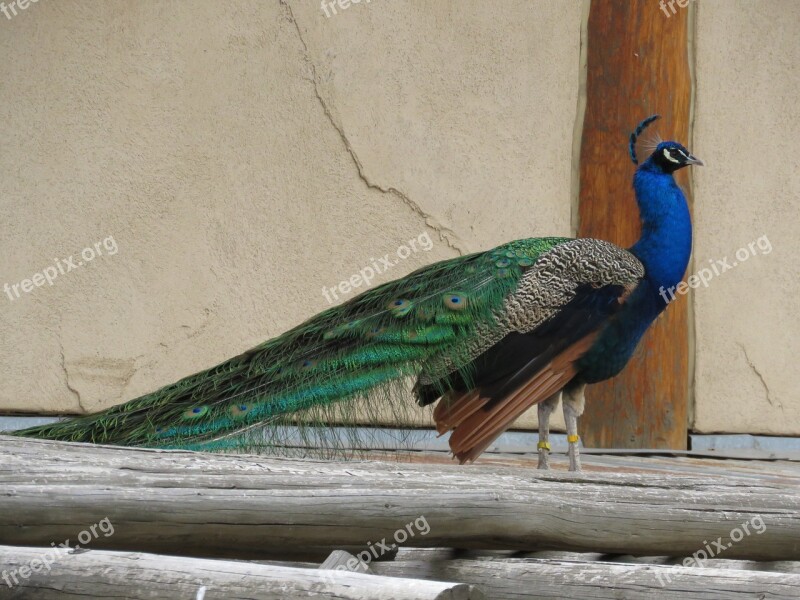 Peacock Bird Beautiful Peafowl Feather