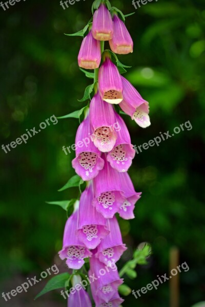 Thimble Digitalis Purpurea Toxic Flower Blossom