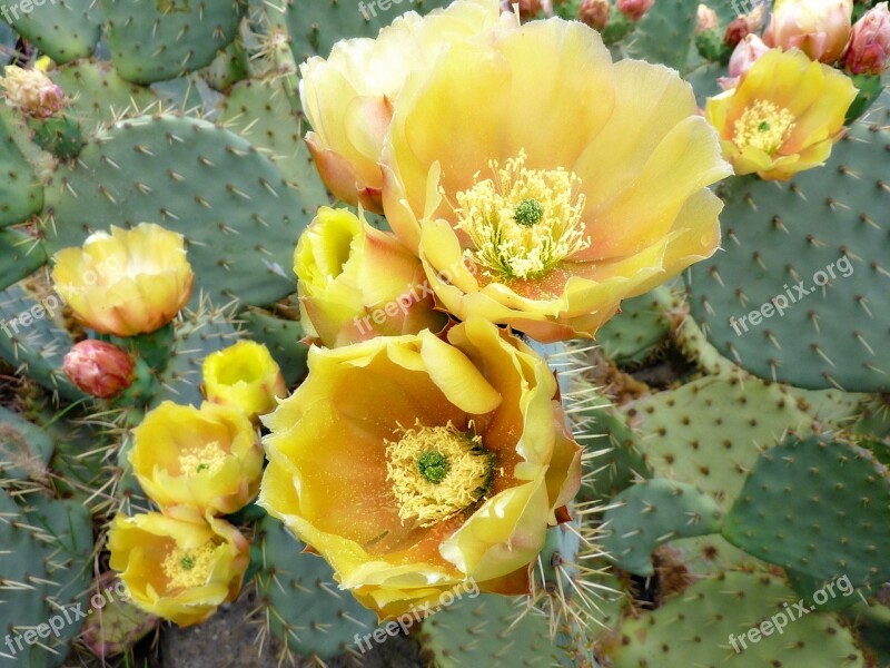 Cactus Flower Thorns Quills Nature