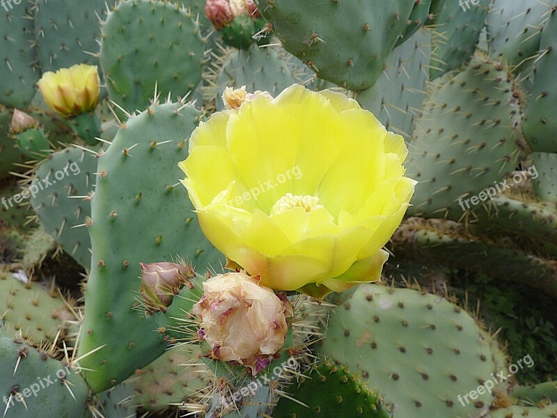 Cactus Flower Thorns Macro Flowering