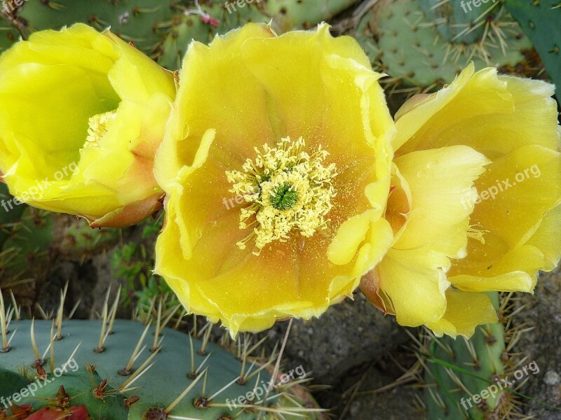 Cactus Flower Yellow Thorns Quills