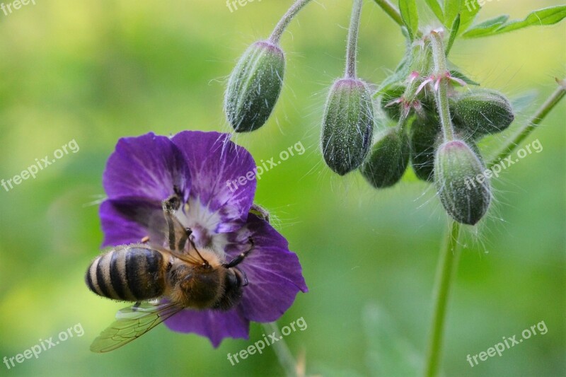 Cranesbill Blossom Bloom Bee Spring