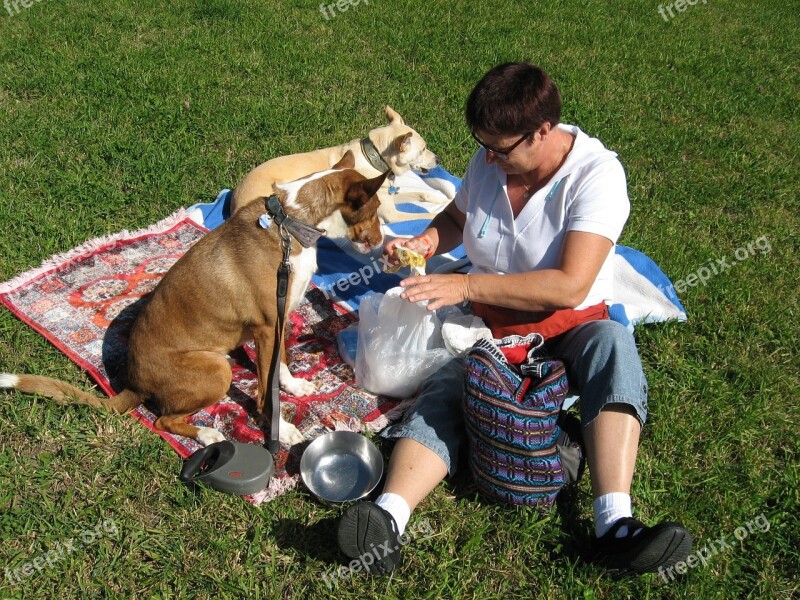 Picnic Meal More Eat Arranged