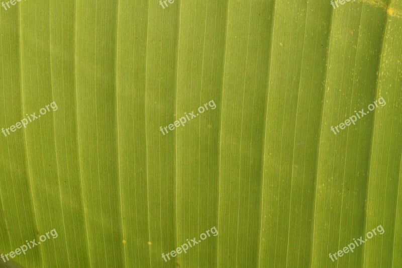 Background Structure Green Banana Leaf Nature