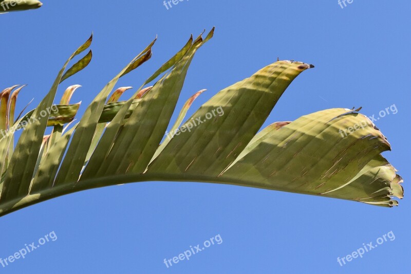 Banana Shrub Banana Leaf Green Banana Plant Banana Tree