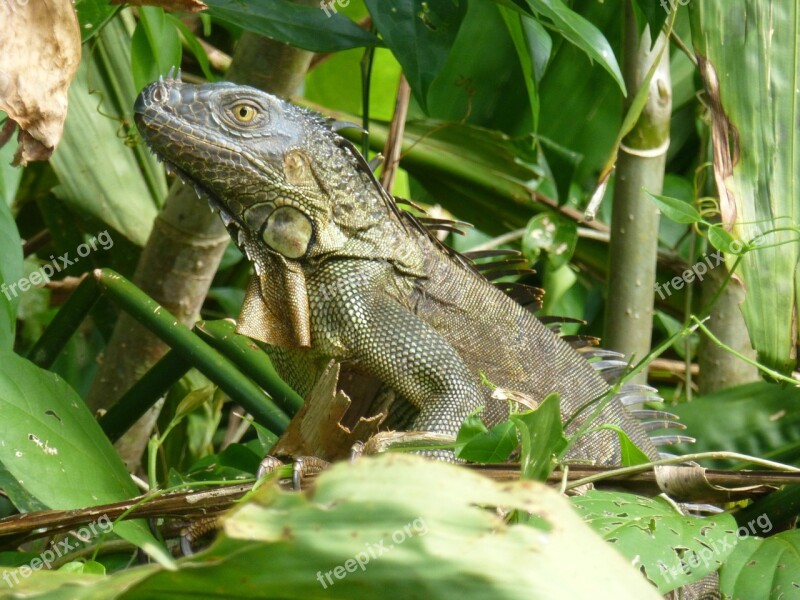 Animal Costa Rica Jungle Rain