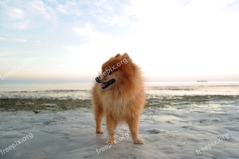 Dog Pomeranian Beach Dog Breed Small