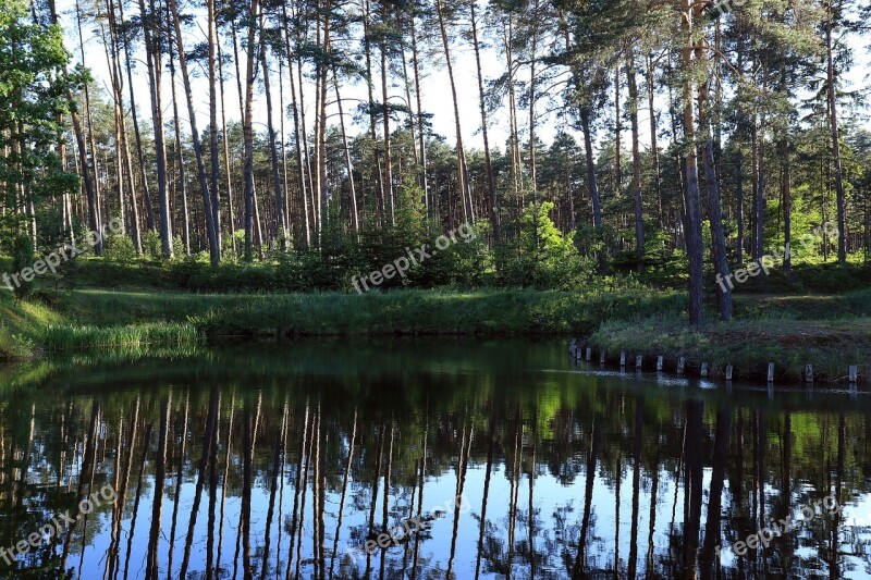 Forest Water Reflection Summer Landscape