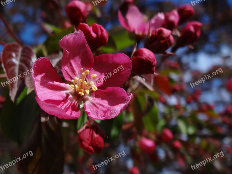 Apple Blossom Flowers Blossom Spring Nature