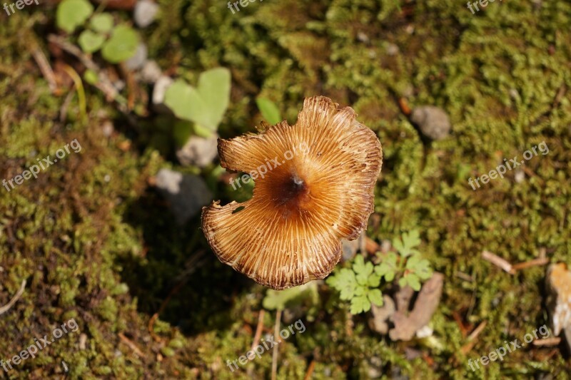 Mushroom Bird's Eye View Forest Forest Floor Moss