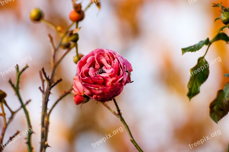 Rose Pink Pink Roses Flower Blossom